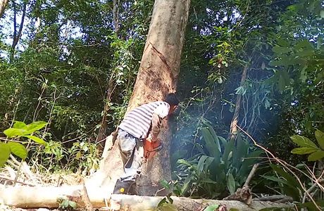 Pokok Getah Pertama
