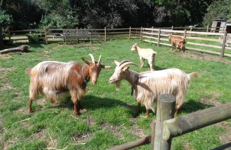 Baylham House Rare Breeds Farm