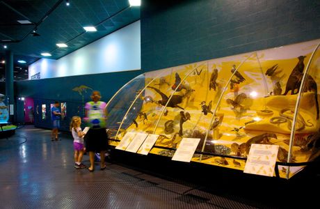 Museum and Art Gallery of the Northern Territory