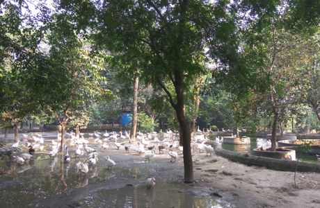City Forest