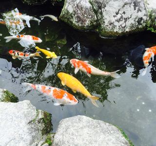 Nagaoka Fishing Pond