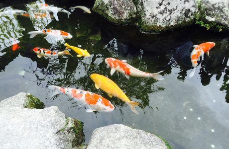 Nagaoka Fishing Pond