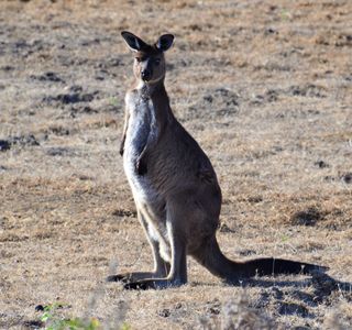 Kangaroo Island Wilderness Trail