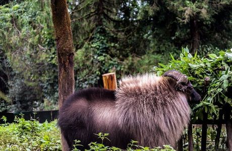 Himalayan Zoological Park