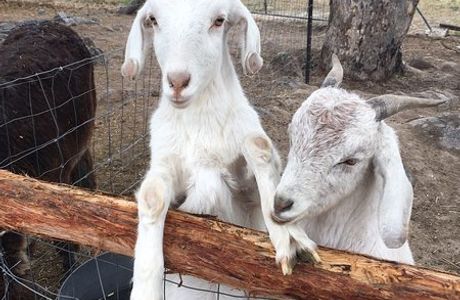 Granite Belt Christmas Farm