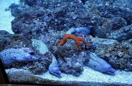 Piran Aquarium