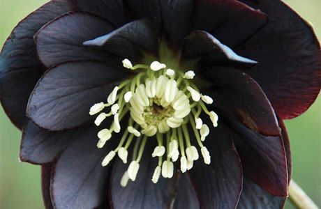 Flower-dori