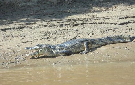 River Yacuma 1