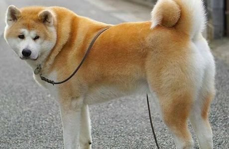 Akita Dog Station