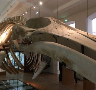 Musee d'histoire naturelle de Nantes