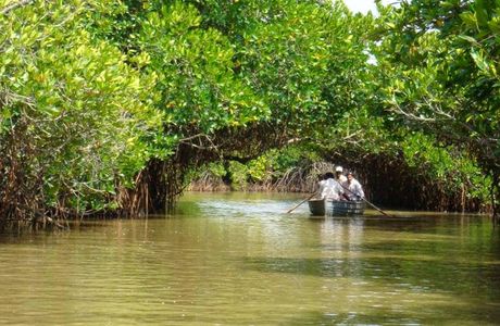 Pitchavaram Backwater