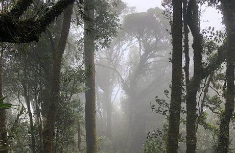 Gunung Irau (Mount Irau)