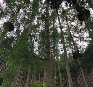 Forest Adventure Kosuge