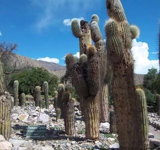 Jardin Botanico de Altura