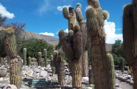 Jardin Botanico de Altura