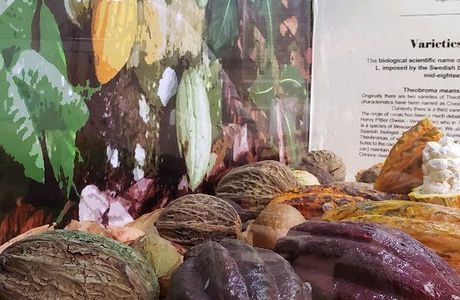 Kakaw Museo del Cacao & Chocolateria Cultural