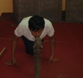 King Cobra Village