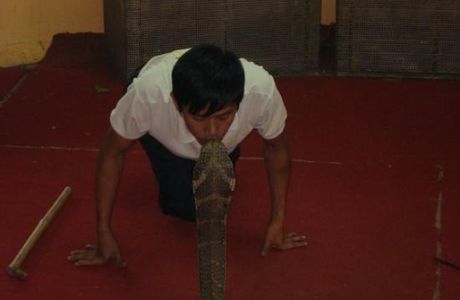 King Cobra Village