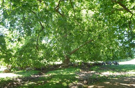 Golden Valley Tree Park