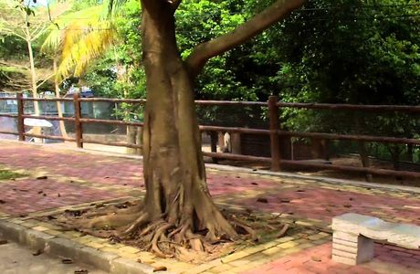 Maoming Forest Park