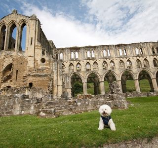 Rievaulx Abbey