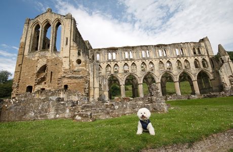 Rievaulx Abbey