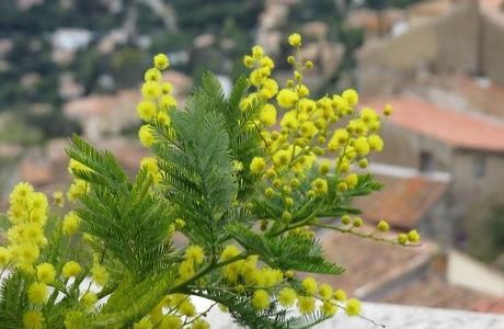Office de Tourisme de Bormes les Mimosas