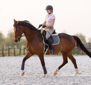 Pferderüecken Reiten & Fahren