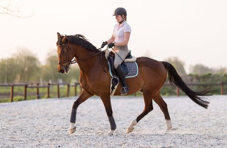 Pferderüecken Reiten & Fahren