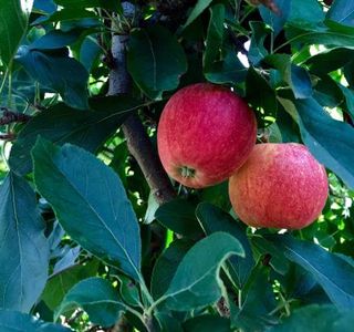 The Bilpin Fruit Bowl