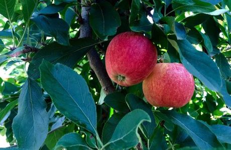 The Bilpin Fruit Bowl