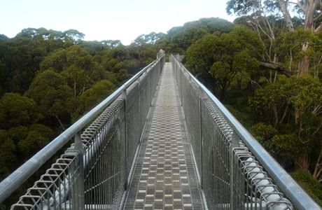 Tree Top Walk