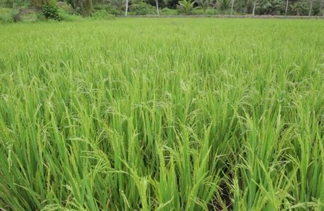 Torachan Paddy Field