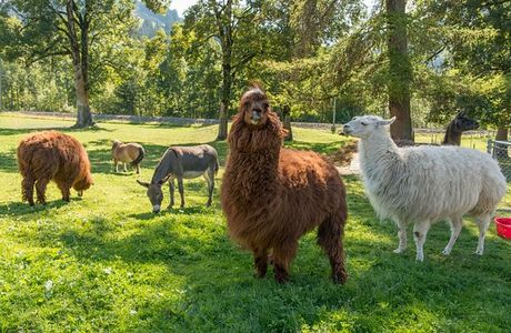 Stiftung Alpenruhe