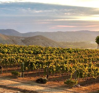 Speckle Rock Vineyards