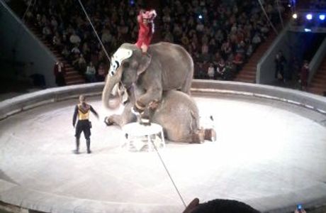 Kemerovo State Circus