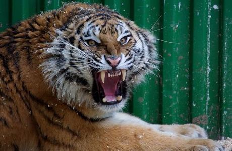 Zoogallery Zoo