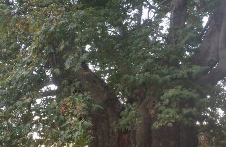 Giant Plane Tree