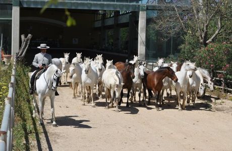 Yeguada de la Cartuja