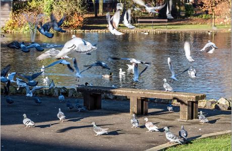 Peoples Park