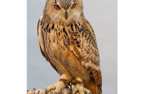 Baytree Owl and Wildlife Centre