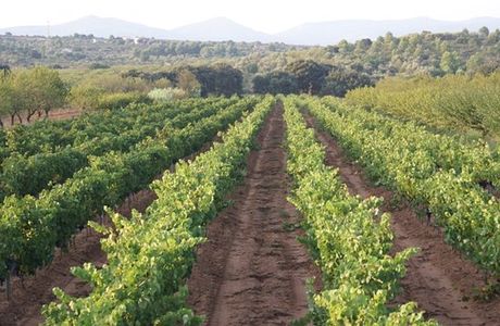 Bodega Vino Magnanimvs