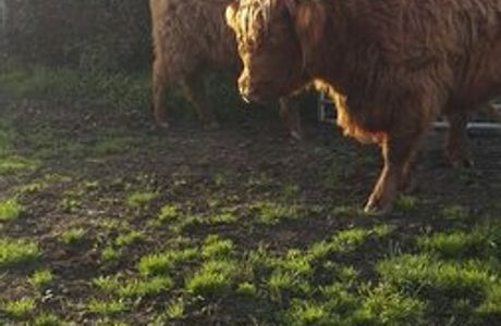 Greenacres Animal Park