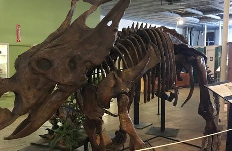 Buena Vista Museum of Natural History