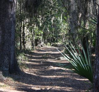 Paynes Prairie Preserve State Park