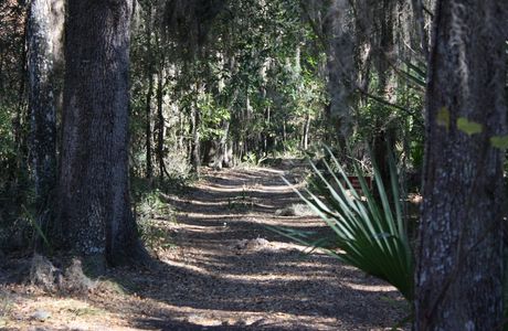 Paynes Prairie Preserve State Park