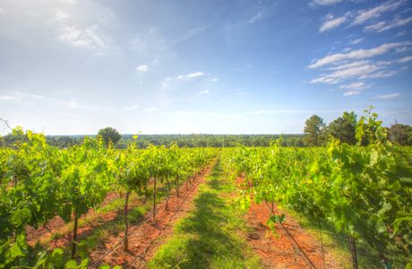 Kiepersol Vineyards, Winery & Distillery