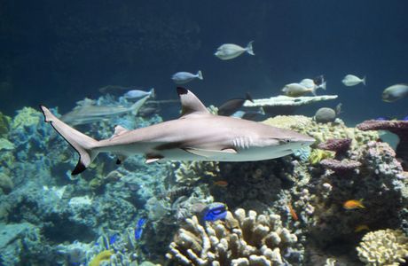 Shark Reef Recreation Area