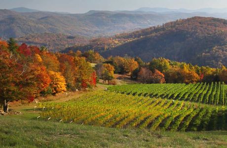 Burntshirt Vineyards