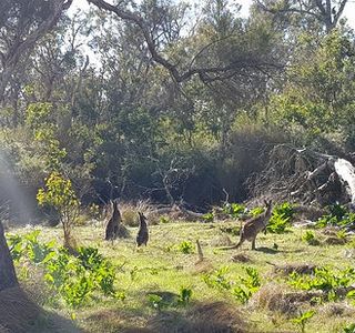 Tuart Forest National Park